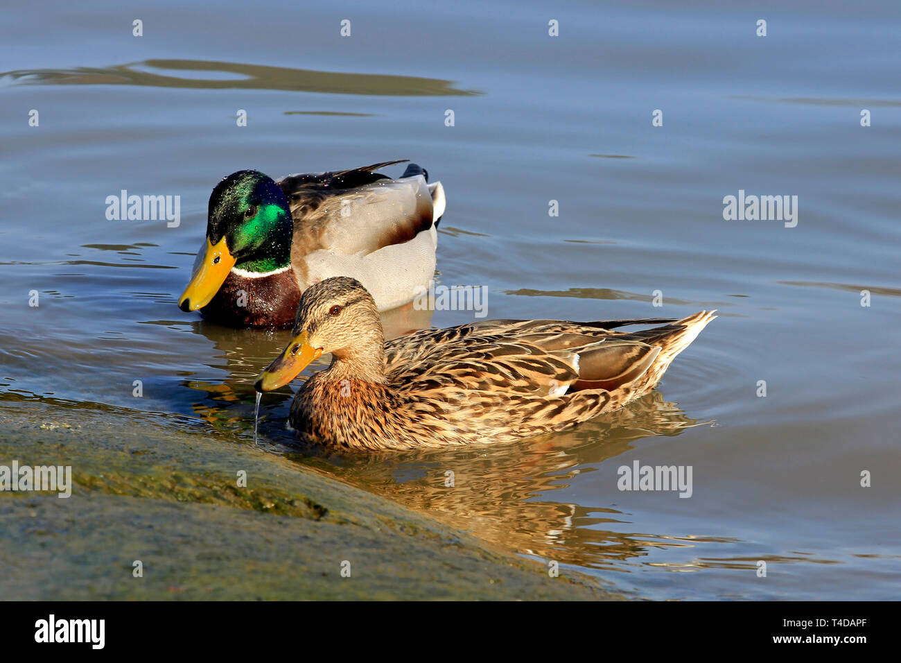 Female and male Mallard, Anas platyrhynchos, swimming and feeding by seashore on a beautiful day of spring. Stock Photo
