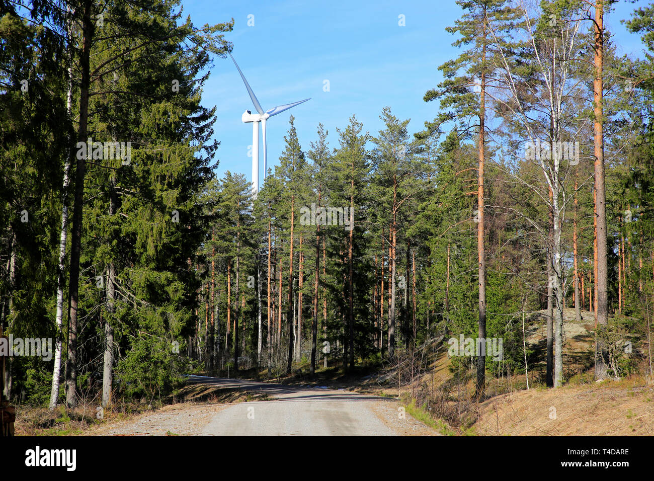 Wind turbine behind green coniferous forest on a beautiful sunny day of spring in Finland. Stock Photo
