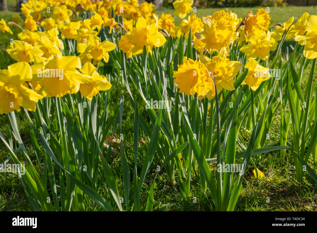 a flower bed full of daffodils in spring Stock Photo Alamy