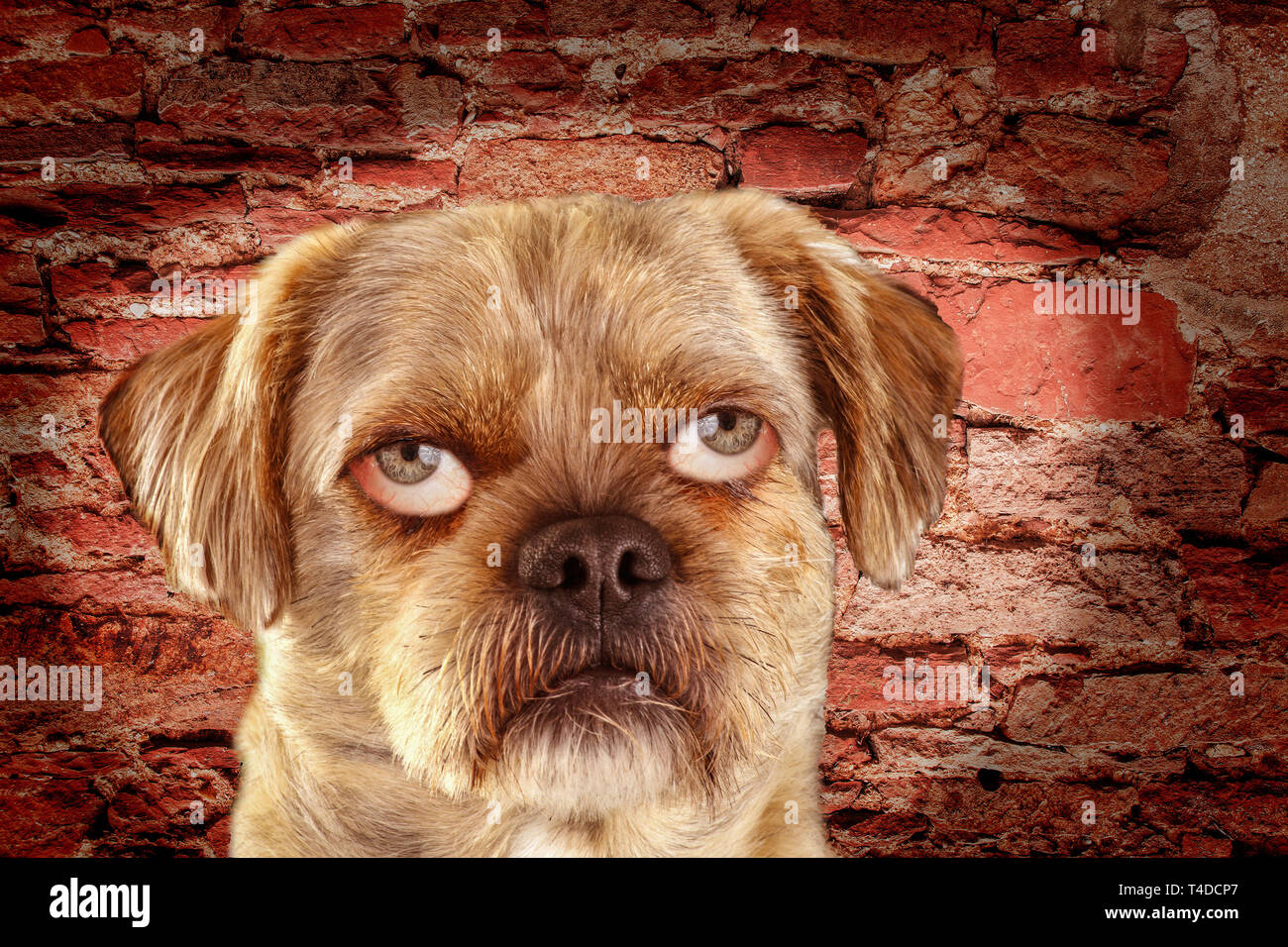 Mixed-Breed Dog with people eyes - Photoshop Composing Stock Photo