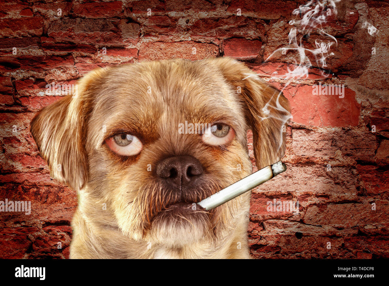 Mixed-breed dog with human eyes and burning cigarette in mouth - photomontage Stock Photo