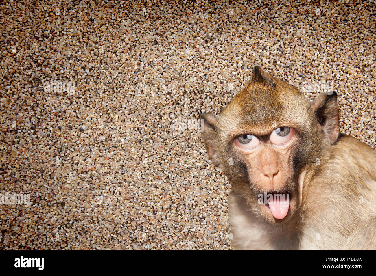 Rhesus monkey with his tongue sticking out, with human eyes and gray wall in the background - Photoshop Composing Stock Photo