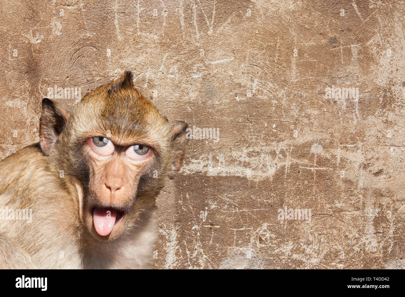 Rhesus Monkey With His Tongue Sticking Out With Human Eyes And Gray Wall In The Background Photoshop Composing Stock Photo Alamy