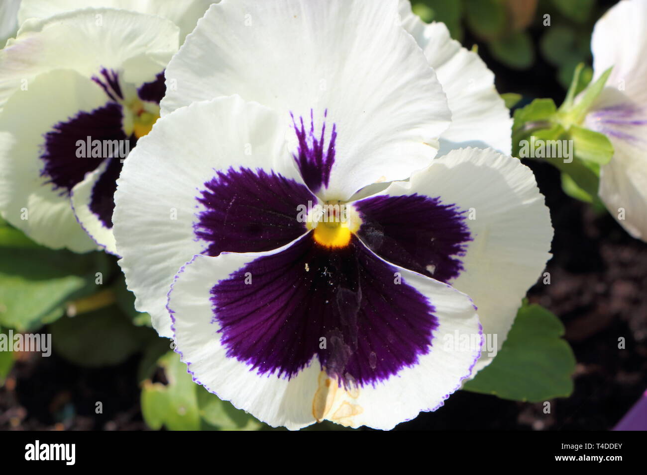 Black and white flowers of pansy in a garden Stock Photo