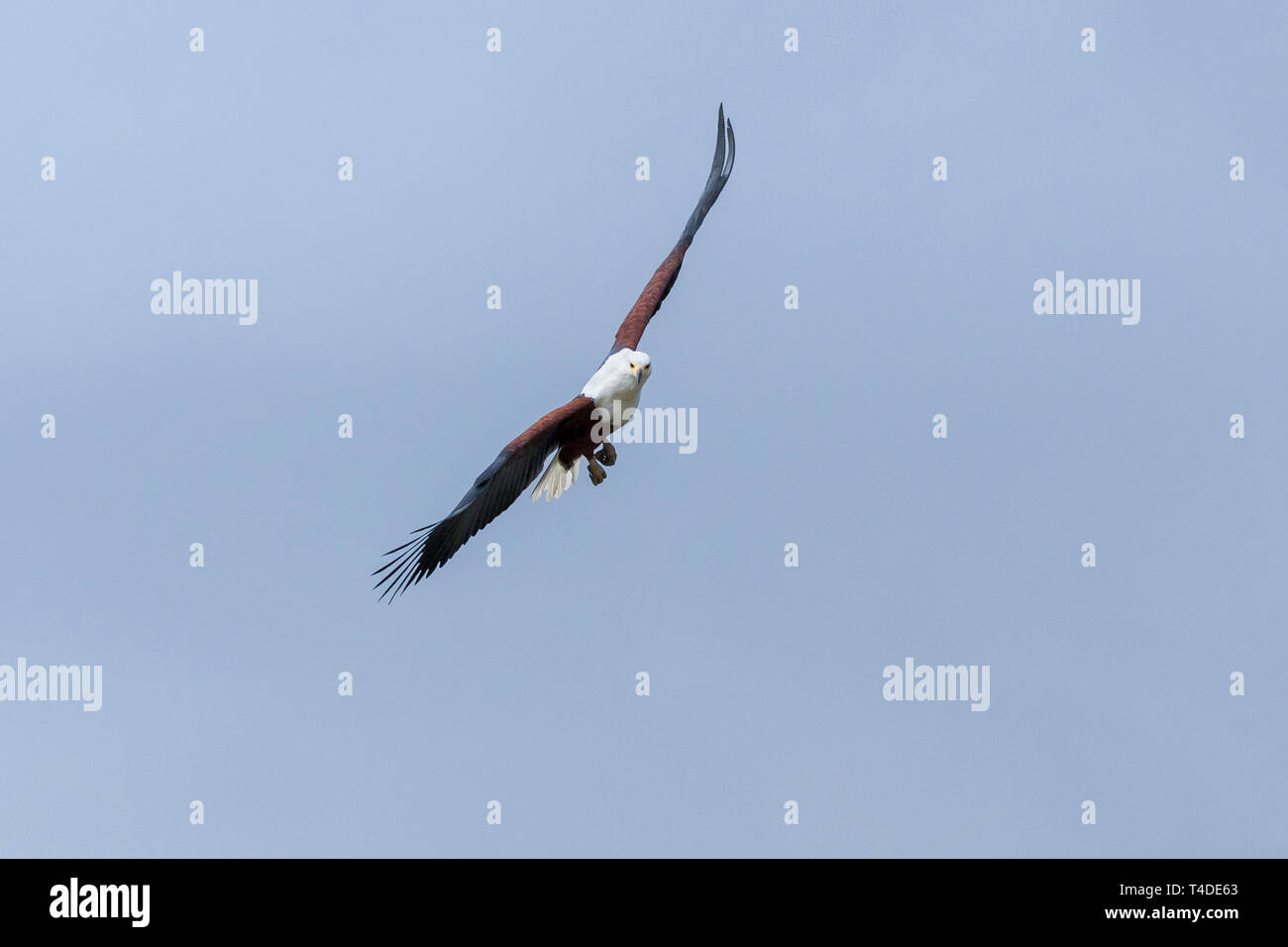 An african fish eagle flying high over a small waterhole fishing for catfish, landscape format, Ol Pejeta Conservancy, Laikipia, Kenya, Africa Stock Photo