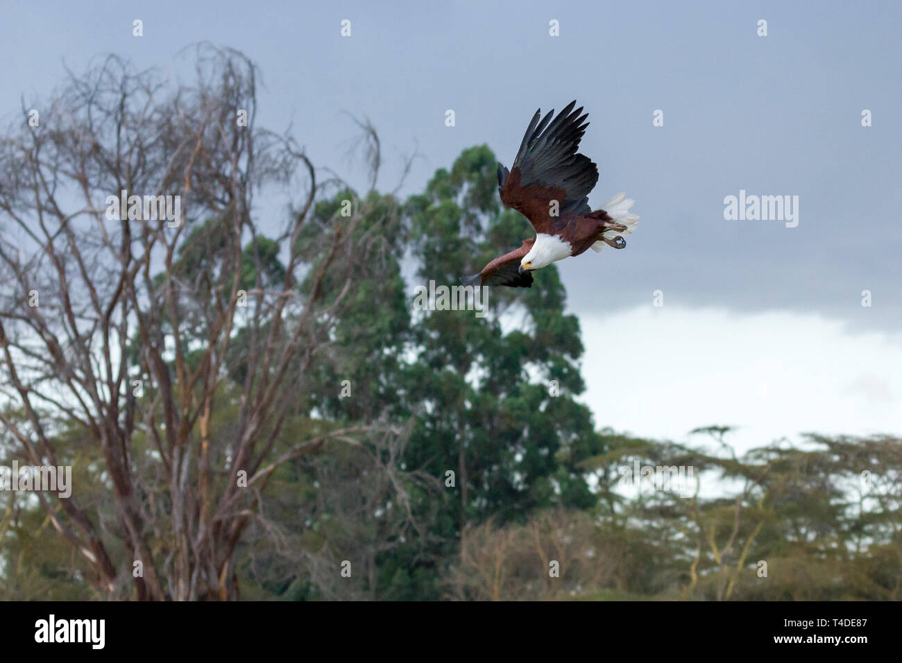 An african fish eagle wheeling in over a small waterhole to catch a catfish, landscape format, Ol Pejeta Conservancy, Laikipia, Kenya, Africa Stock Photo