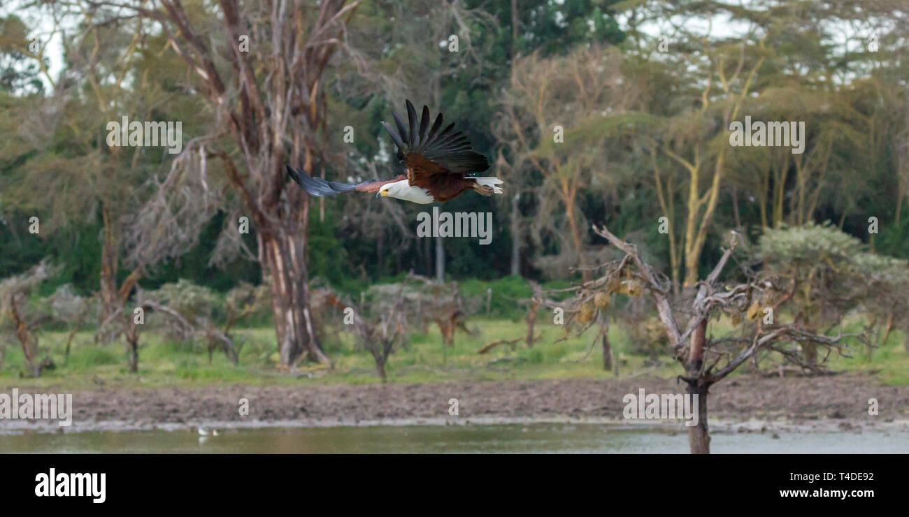 An african fish eagle flying over a small waterhole about to catch a catfish, wide landscape format, Ol Pejeta Conservancy, Laikipia, Kenya, Africa Stock Photo