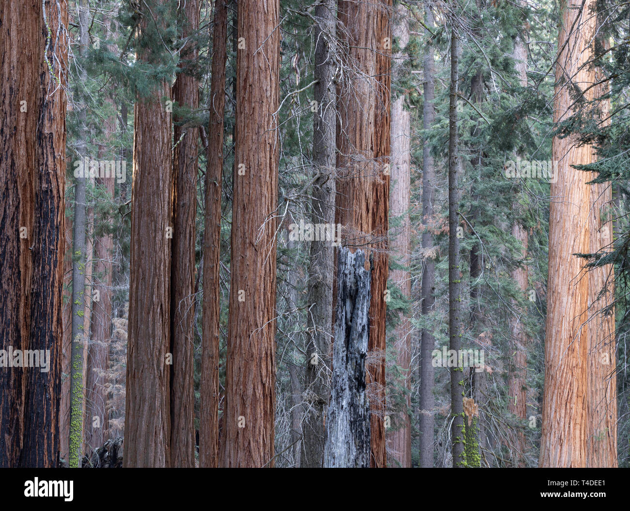 Sequoia Giant Redwoods Stock Photo