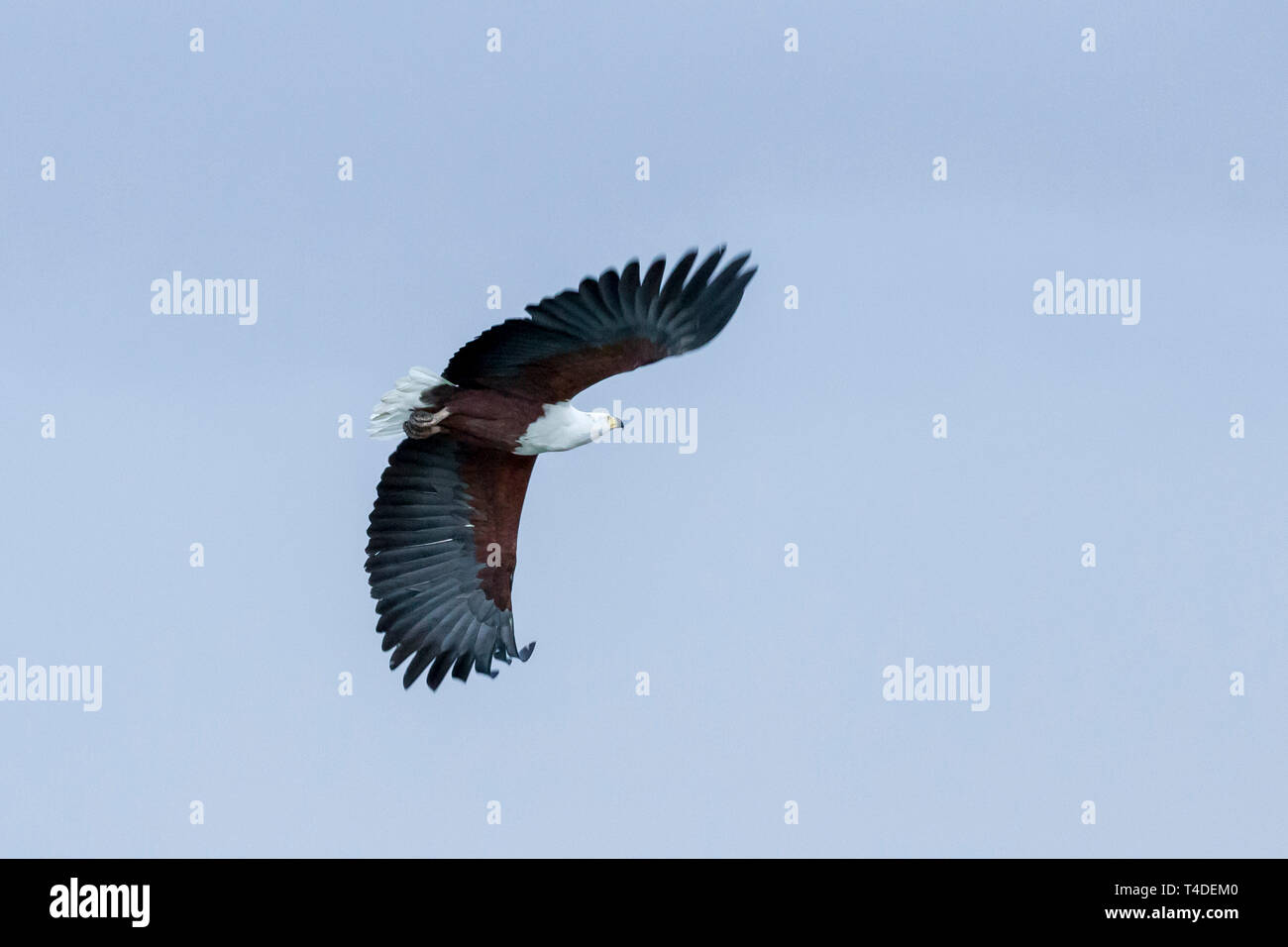 An african fish eagle flying high over a small waterhole fishing for catfish, landscape format, Ol Pejeta Conservancy, Laikipia, Kenya, Africa Stock Photo
