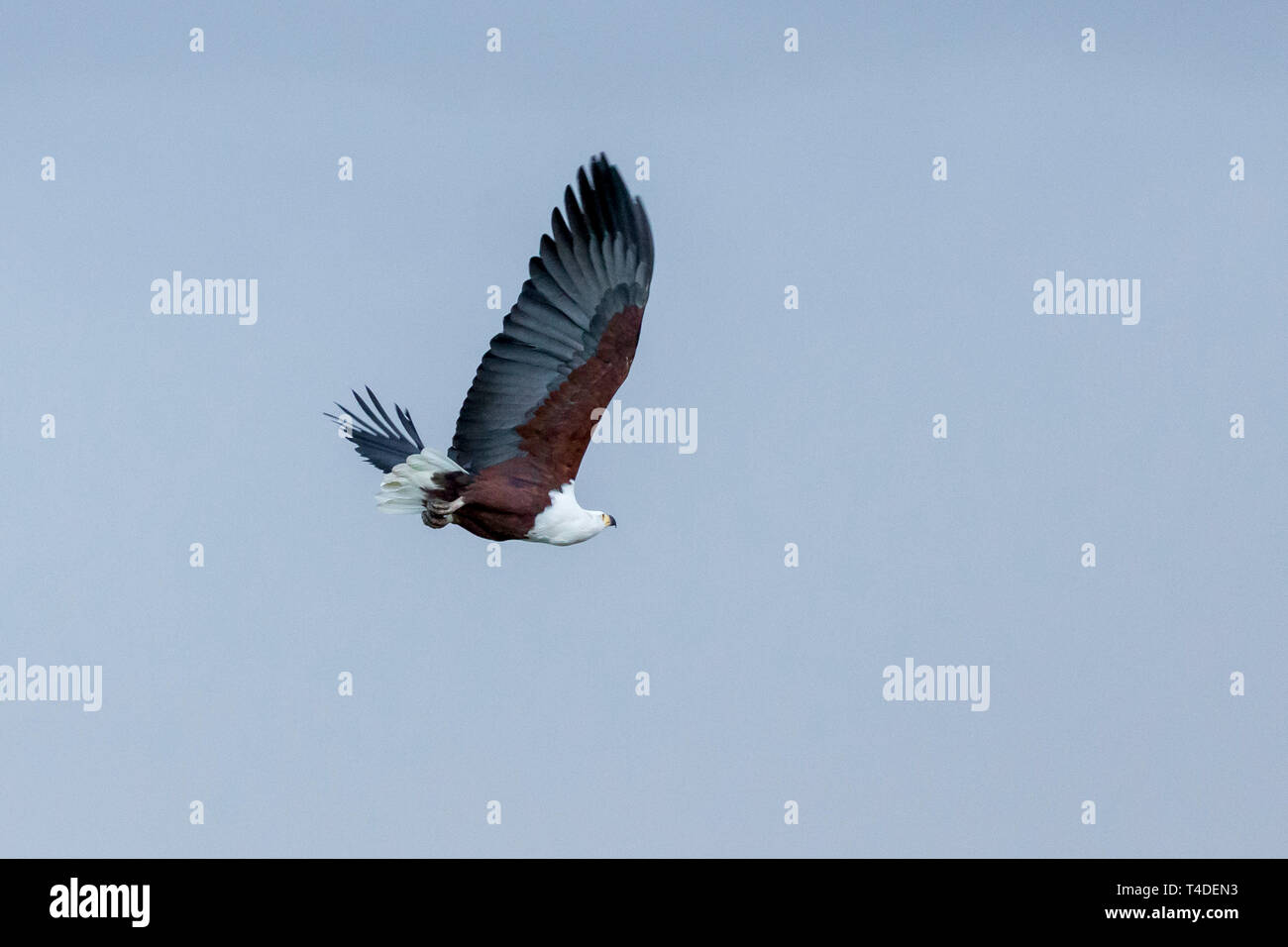 An african fish eagle flying high over a small waterhole fishing for catfish, landscape format, Ol Pejeta Conservancy, Laikipia, Kenya, Africa Stock Photo