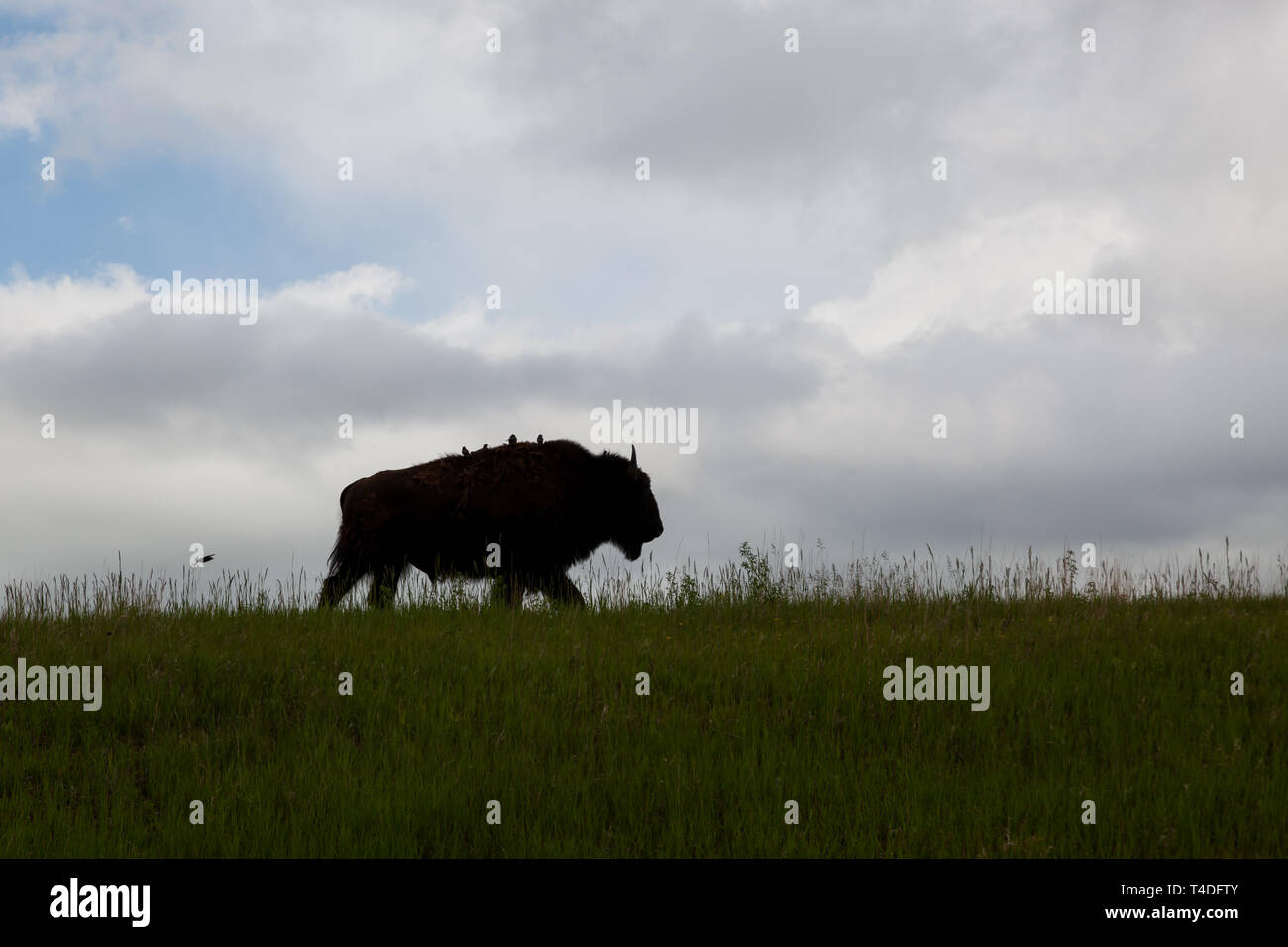 A bison walking on a grassy hilltop in silhouette with four birds sitting on its back with one more flying behind and dark storm clouds in the backgro Stock Photo