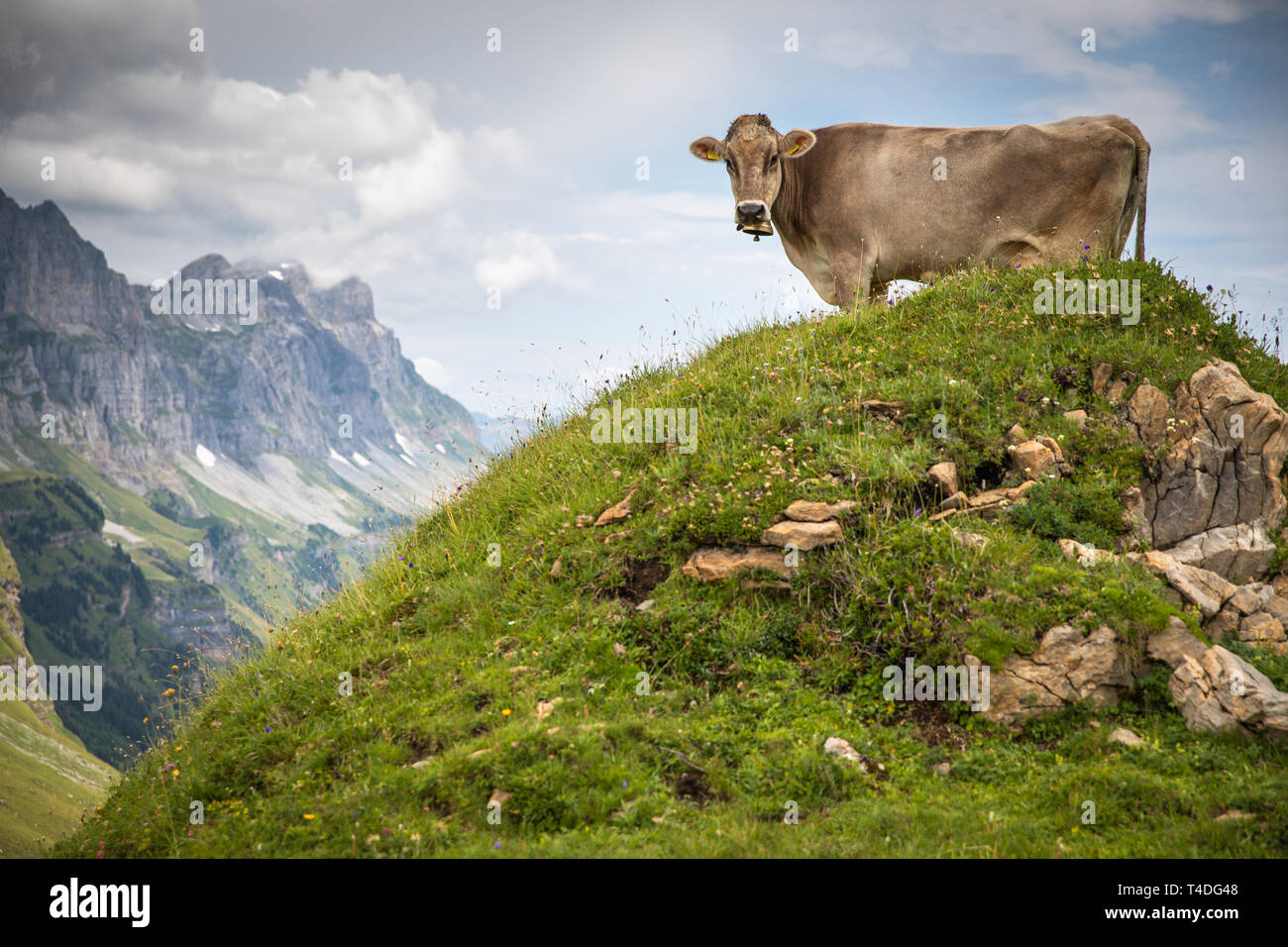 Brown mountain cows grazing on an alpine pasture in the Bernese Alps in ...