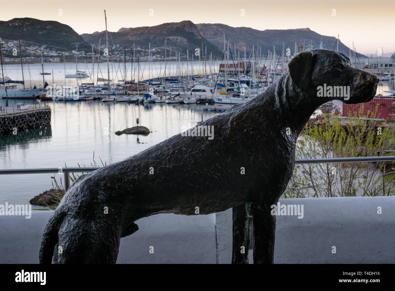 Just Nuisance was the only dog ever to be officially enlisted in the British Royal Navy. The Great Dane held the rank of able seaman and died in 1944 Stock Photo