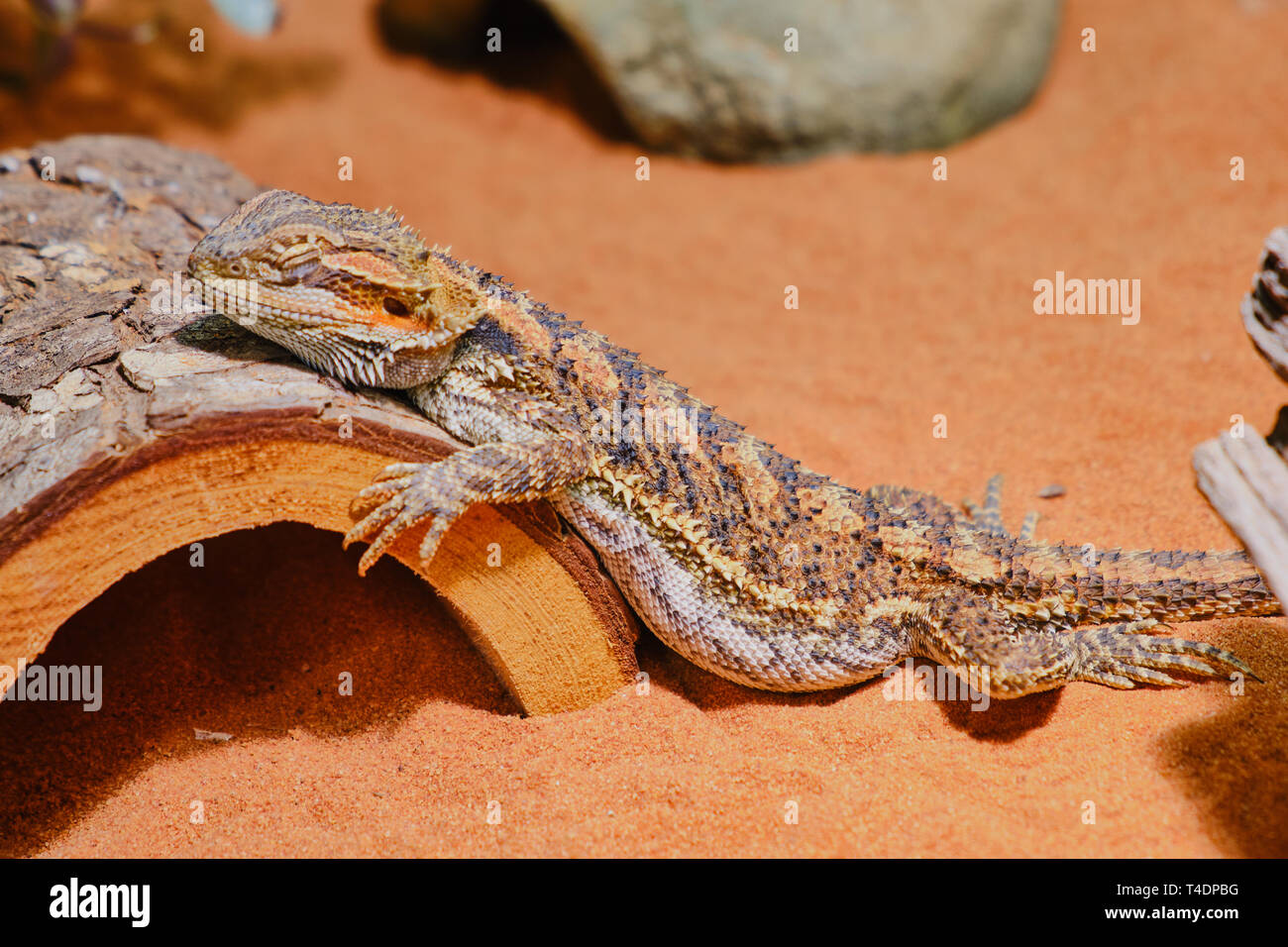 female bearded dragon is sleeping in its terrarium and is lying on a wooden part Stock Photo