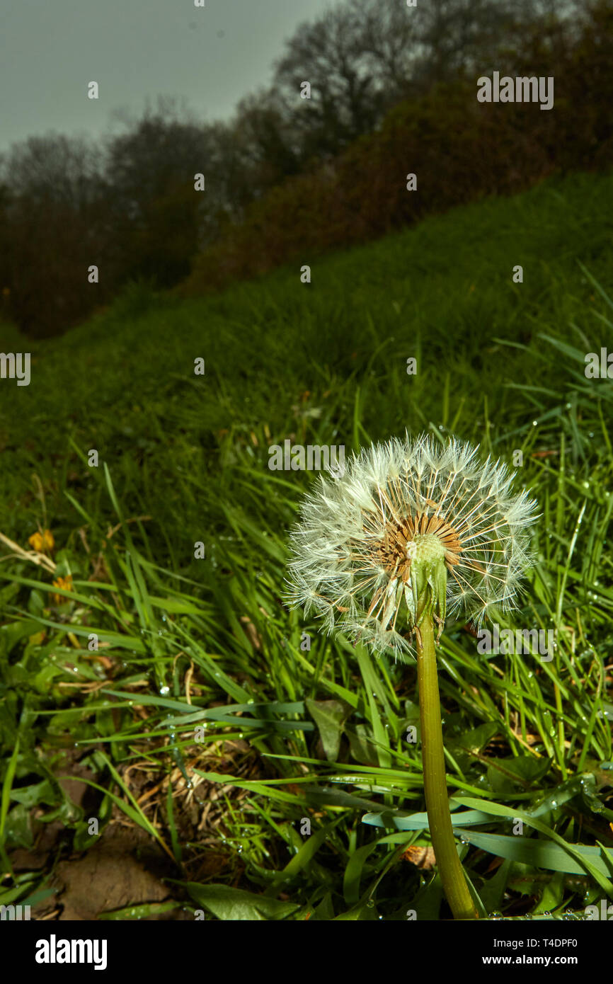 dandelion clock in grassy field in spring Stock Photo Alamy