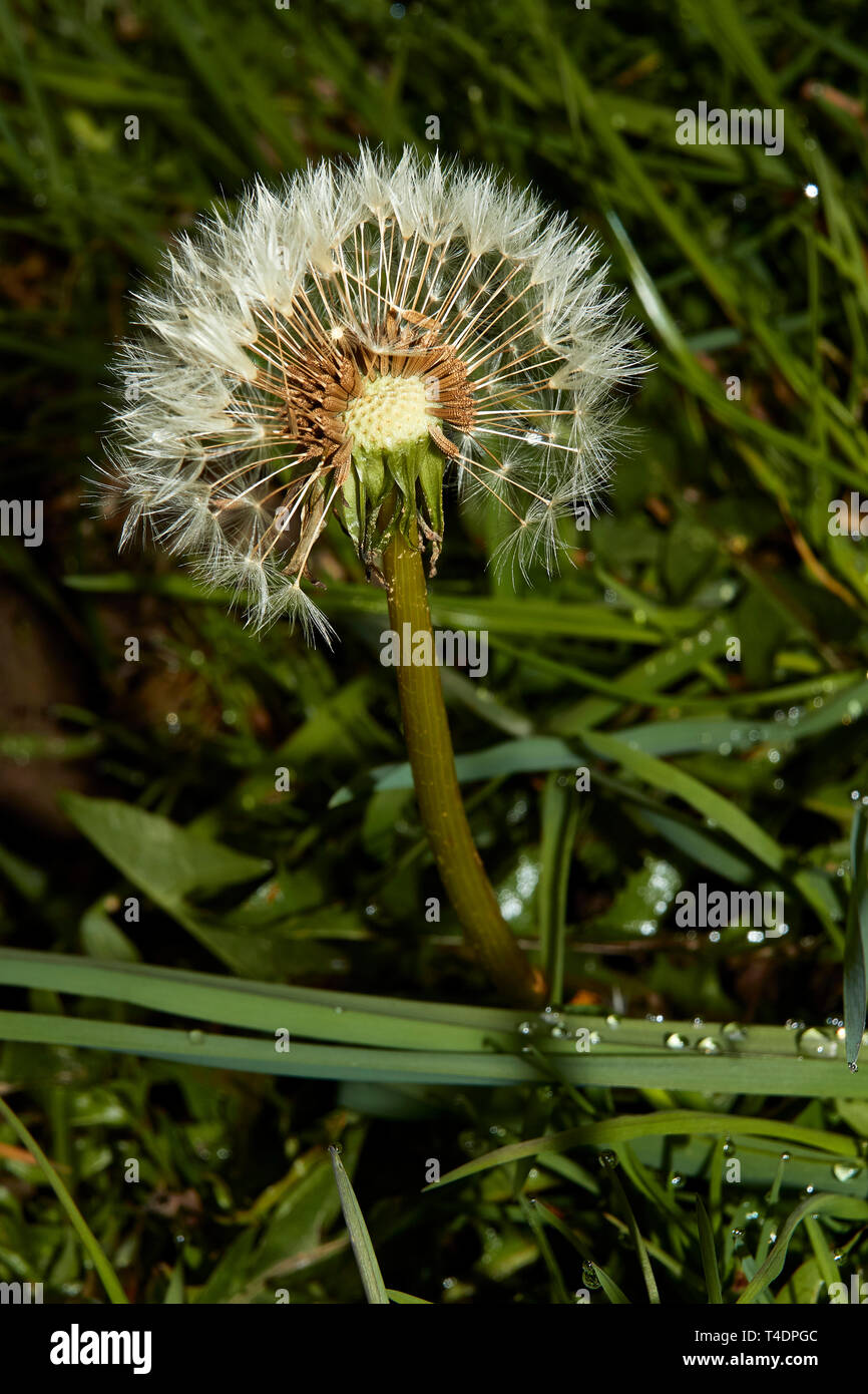 dandelion clock in grassy field in spring Stock Photo Alamy