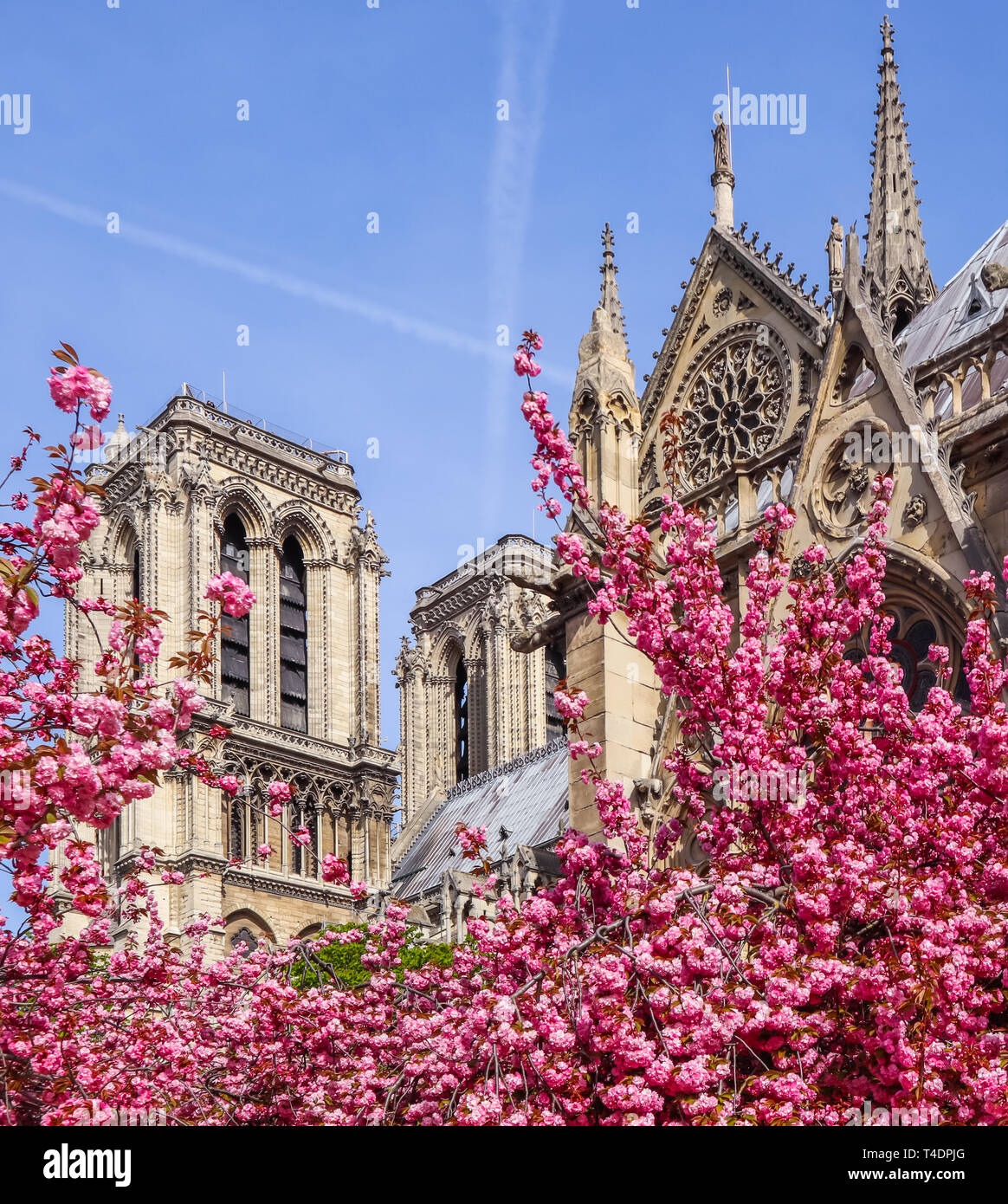 Notre Dame Cathedral in cherry blossom. Spring in Paris France Stock Photo  - Alamy