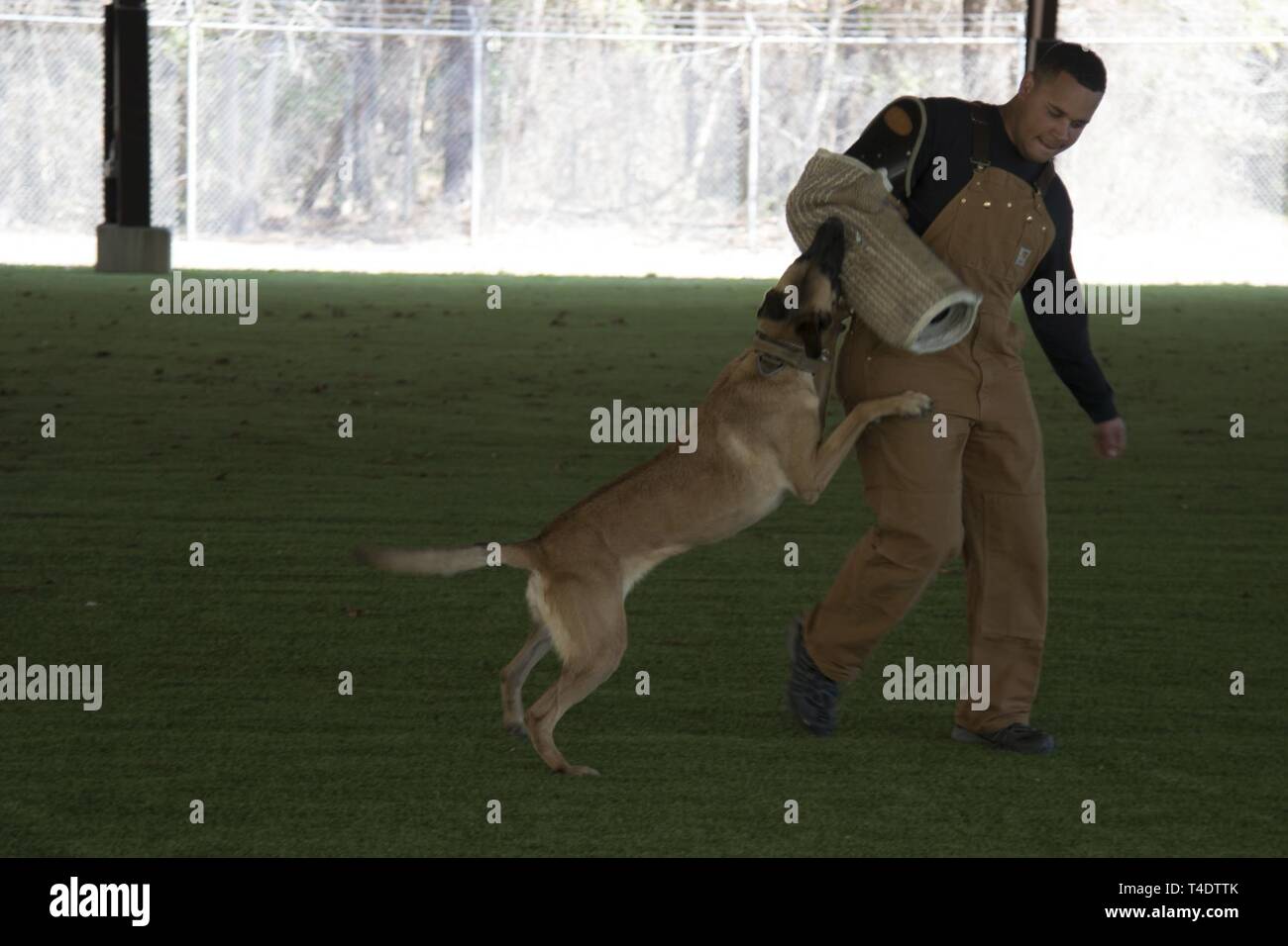 Staff Sgt. Devon Patterson, 4th Security Forces Squadron military working dog handler trains with Tessa, 4th SFS MWD, March 22, 2019, at Seymour Johnson Air Force Base, North Carolina. The bite sleeve allows MWD’s to be trained without harming handlers. Stock Photo