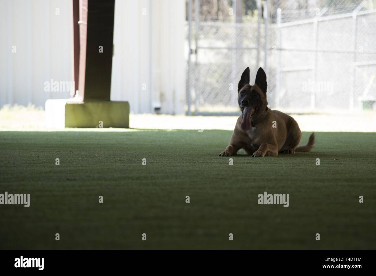 Tessa, a 4th Security Forces Squadron military working dog, relaxes after training March 22, 2019, at Seymour Johnson Air Force Base, North Carolina. In order to establish trust, handlers form a close bond with their MWDs during training. Stock Photo