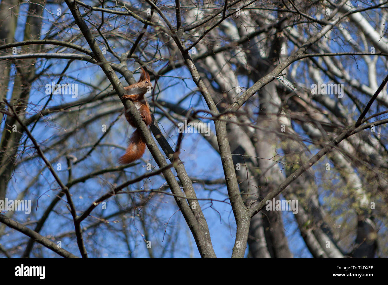 Curious red squirrel siting on tree. Stock Photo