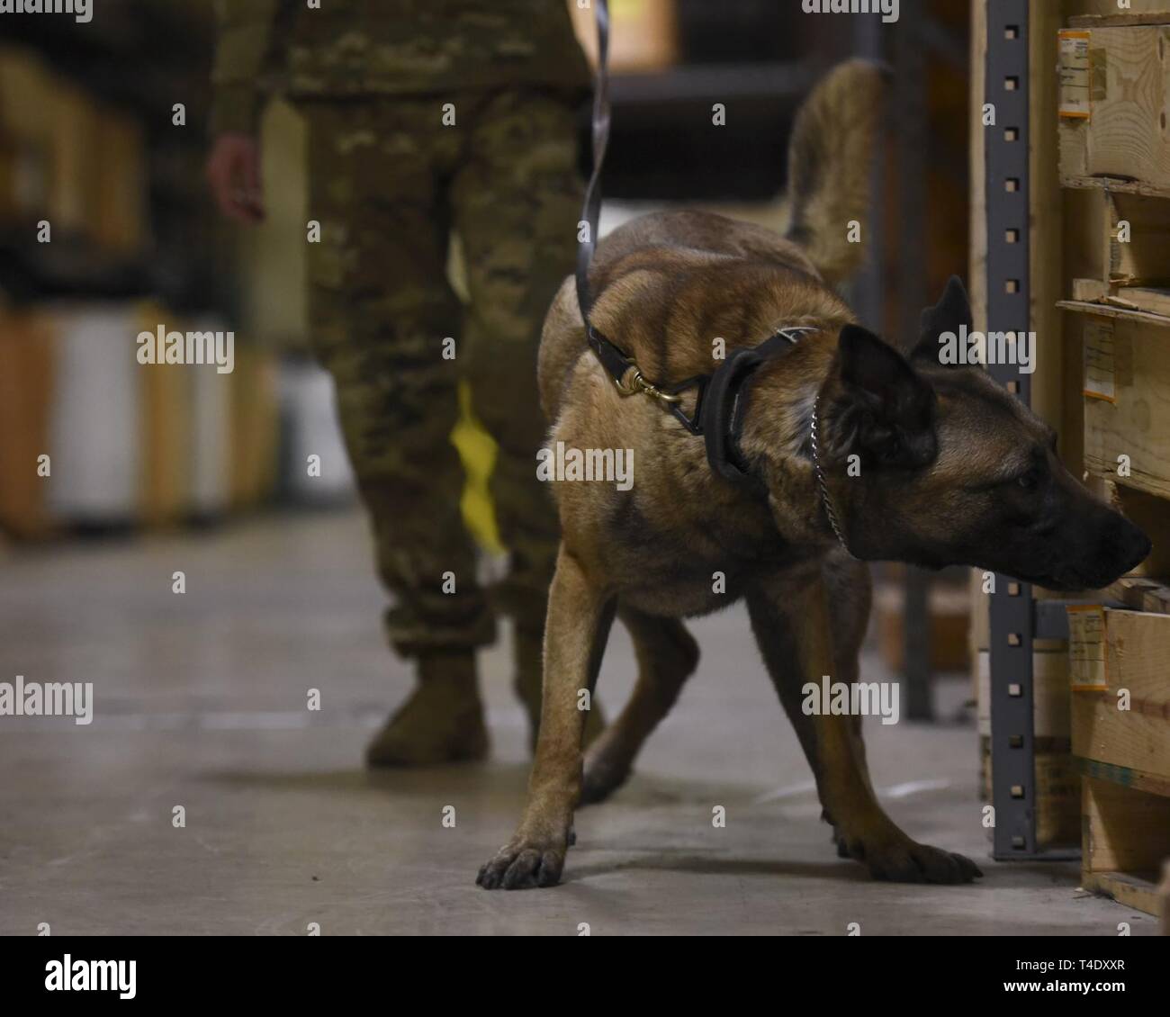A military working dog sniffs a crate at Joint Base Langley-Eustis, Virginia, March 22, 2019. Service members from the U.S. Army, the U.S. Air Force and the U.S. Navy took part in the specialized peroxide scents training conducted by Federal Bureau of Investigation special agents. Stock Photo