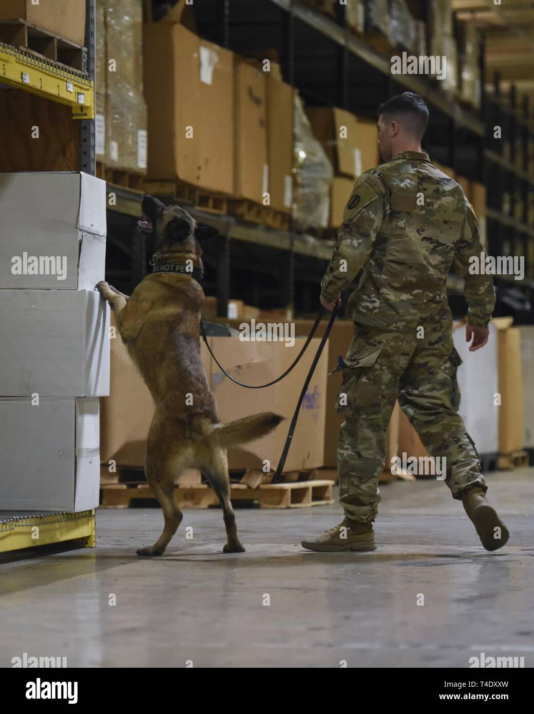 A military working dog handler and his canine partner search a warehouse for peroxide scents at Joint Base Langley-Eustis, Virginia, March 22, 2019. Federal Bureau of Investigation special agents evaluated MWD detection techniques during a peroxide scents training. Stock Photo