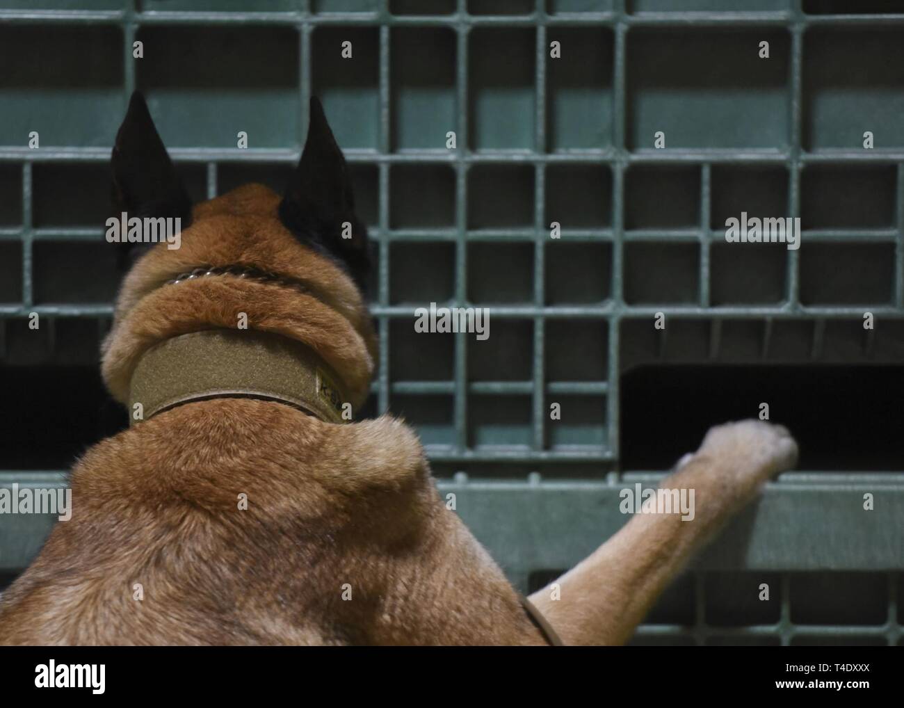 A military working dog checks a storage container during a detection exercise at Joint Base Langley-Eustis, Virginia, March 22, 2019. Federal Bureau of Investigation special agents conducted peroxide scents training that consisted of imprinting and detection phases. Stock Photo