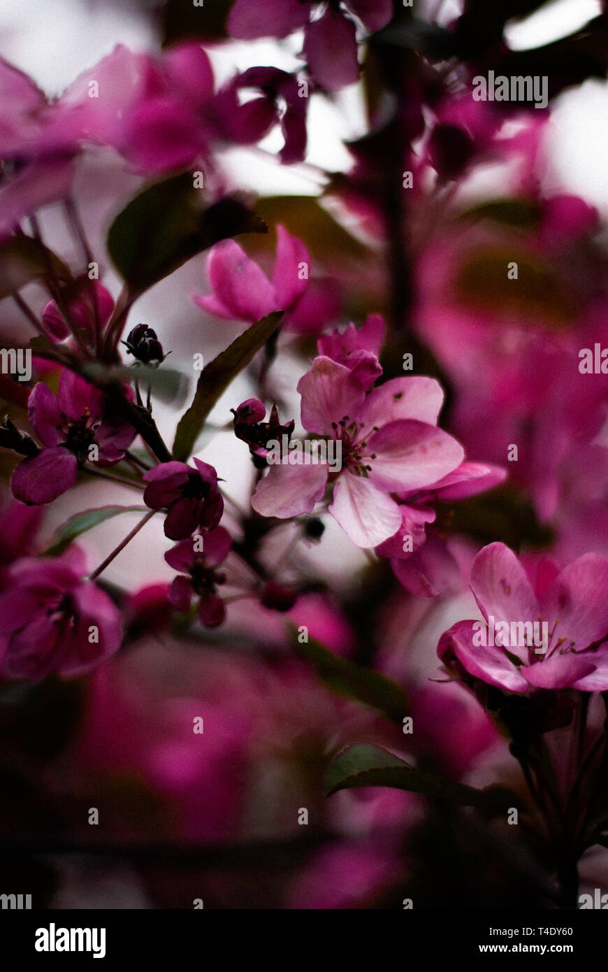 Cherry Blossom in Regent's Park Stock Photo Alamy