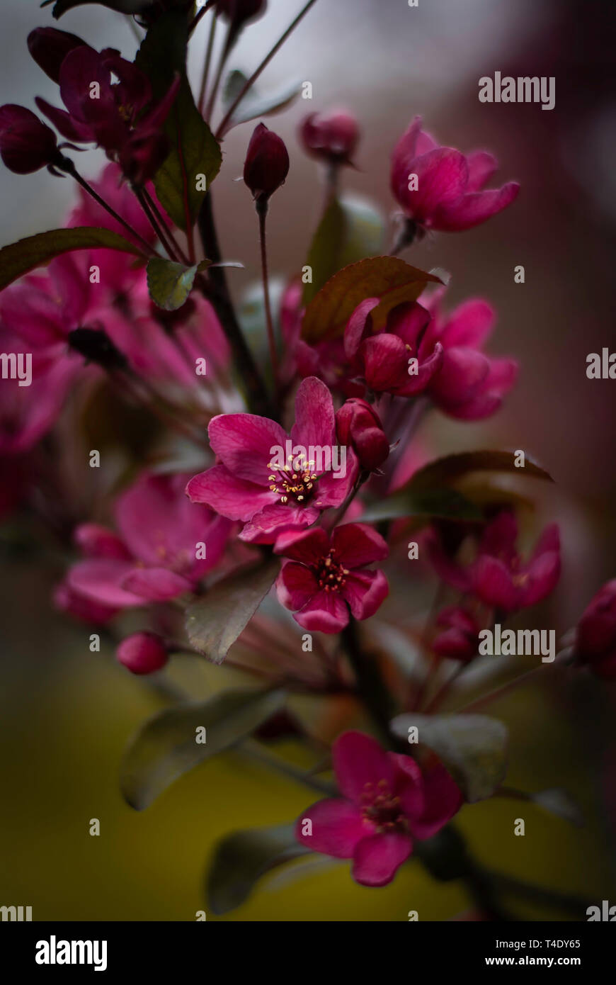 Cherry Blossom in Regent's Park Stock Photo Alamy