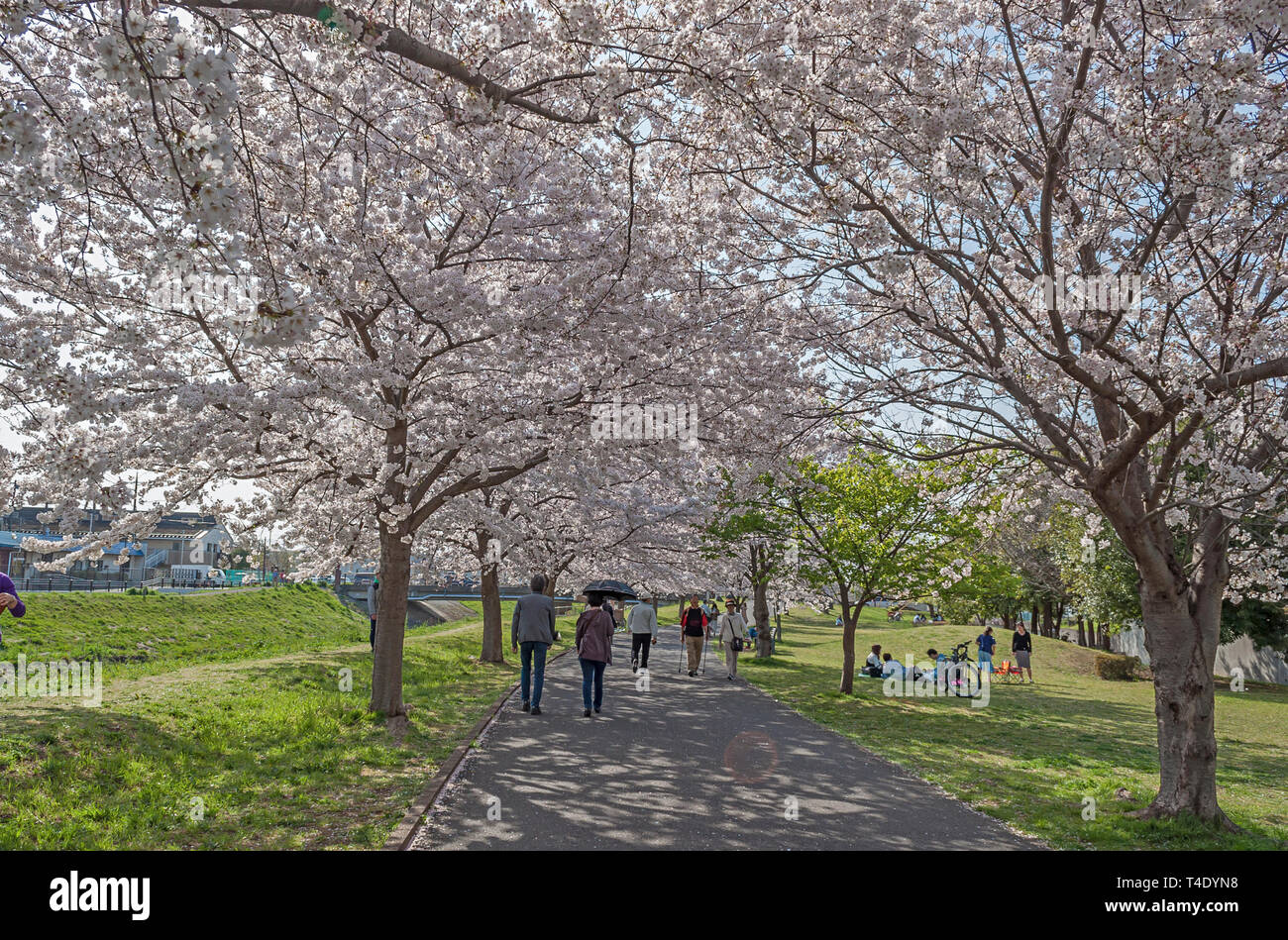 Kashiwa, Chiba, Japan - April 6, 2019: People walking enjoy the spring cherry blossoms along the way in Kashiwa, Japan. Stock Photo