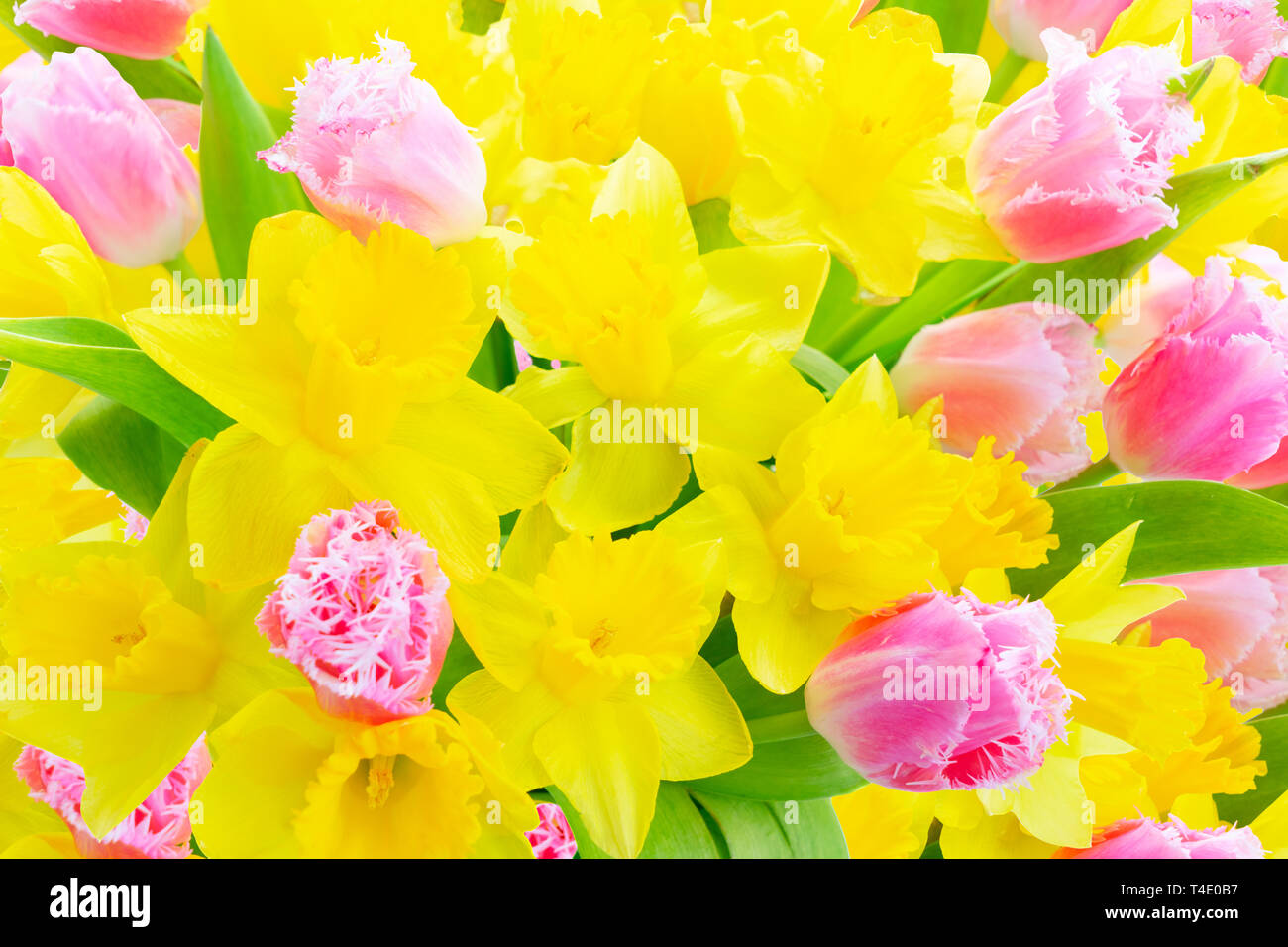bouquet of tulips and daffodils Stock Photo - Alamy