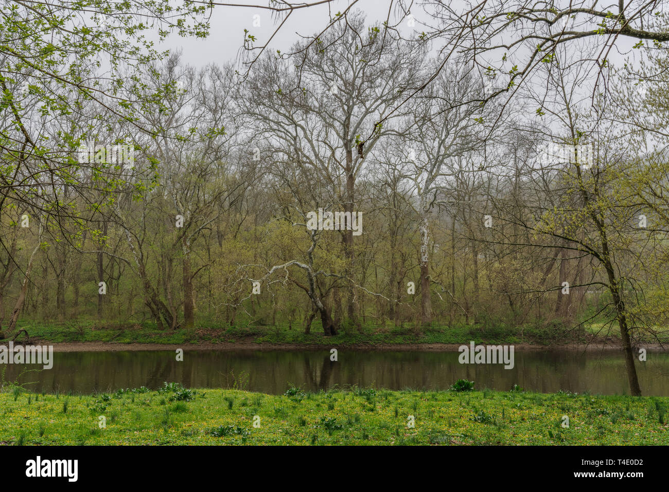 Brandywine creek in the early spring with a light rain falling trees