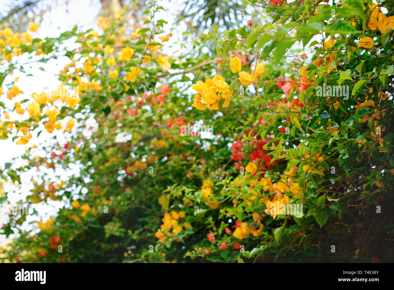 Branch of beautiful yellow bougainvillea flowers, blurred background. Stock Photo