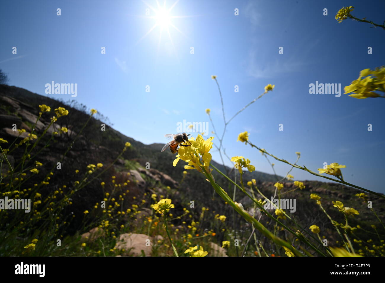 Bee pollinating flower with the sun in the sky Stock Photo