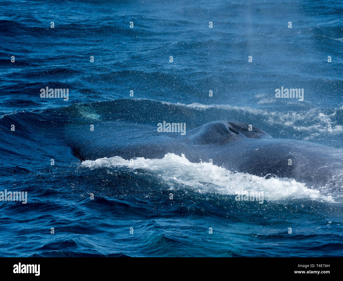 A blue whale, Balaenoptera musculus, surfacing with a Pacific white-sided dolphin bowriding it for fun in Baja, Mexico Stock Photo