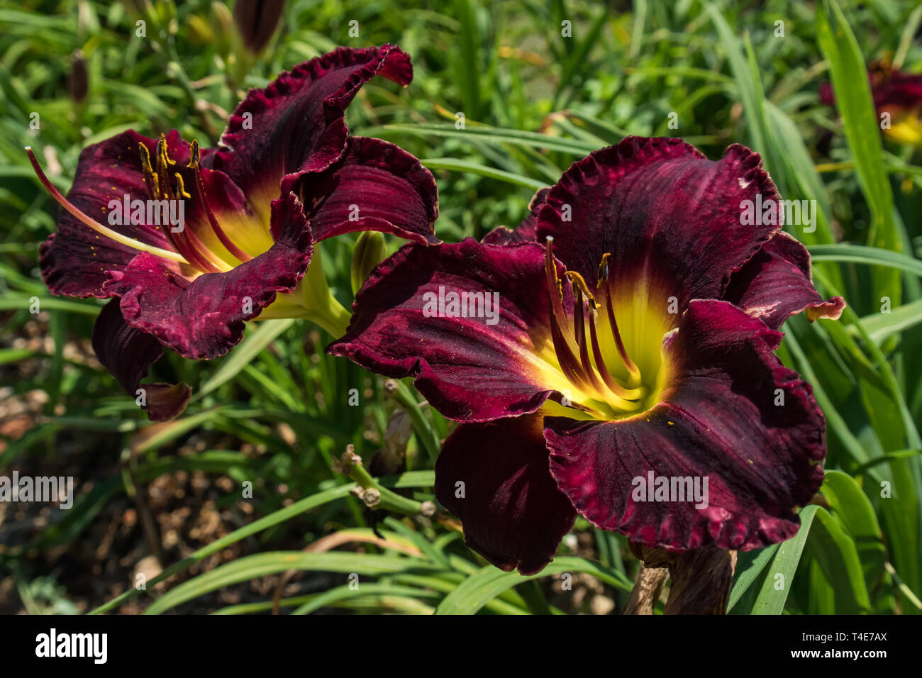 Field of purple and yellow lilies Stock Photo
