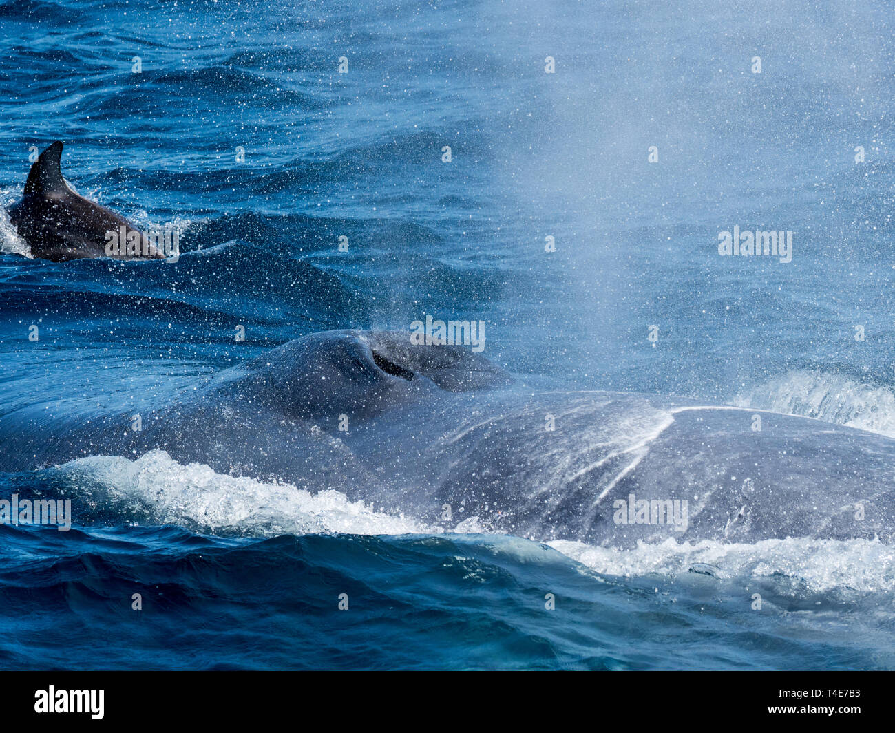 A blue whale, Balaenoptera musculus, surfacing with a Pacific white-sided dolphin bowriding it for fun in Baja, Mexico Stock Photo