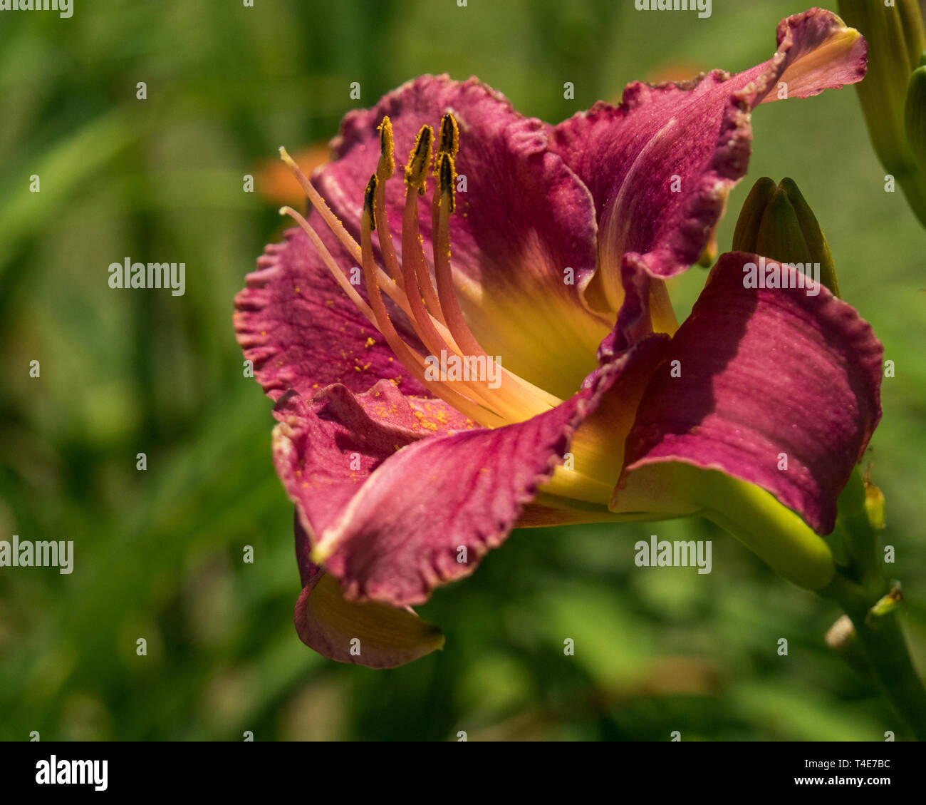 Lilies of the field hi-res stock photography and images - Alamy