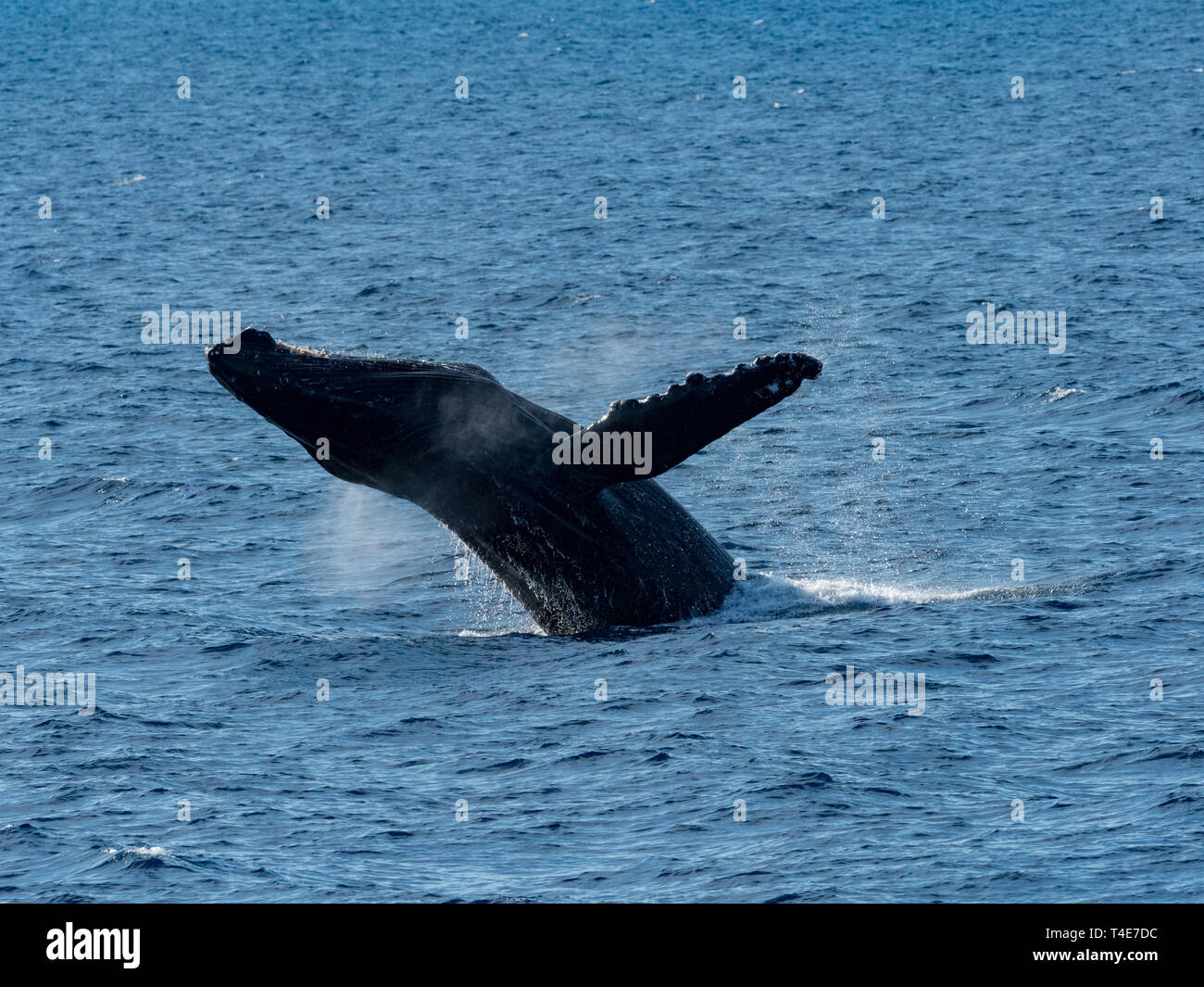 Humpback whale, Megaptera novaeangliae, breaching off of Los Cabos, Baja California, Mexico Stock Photo