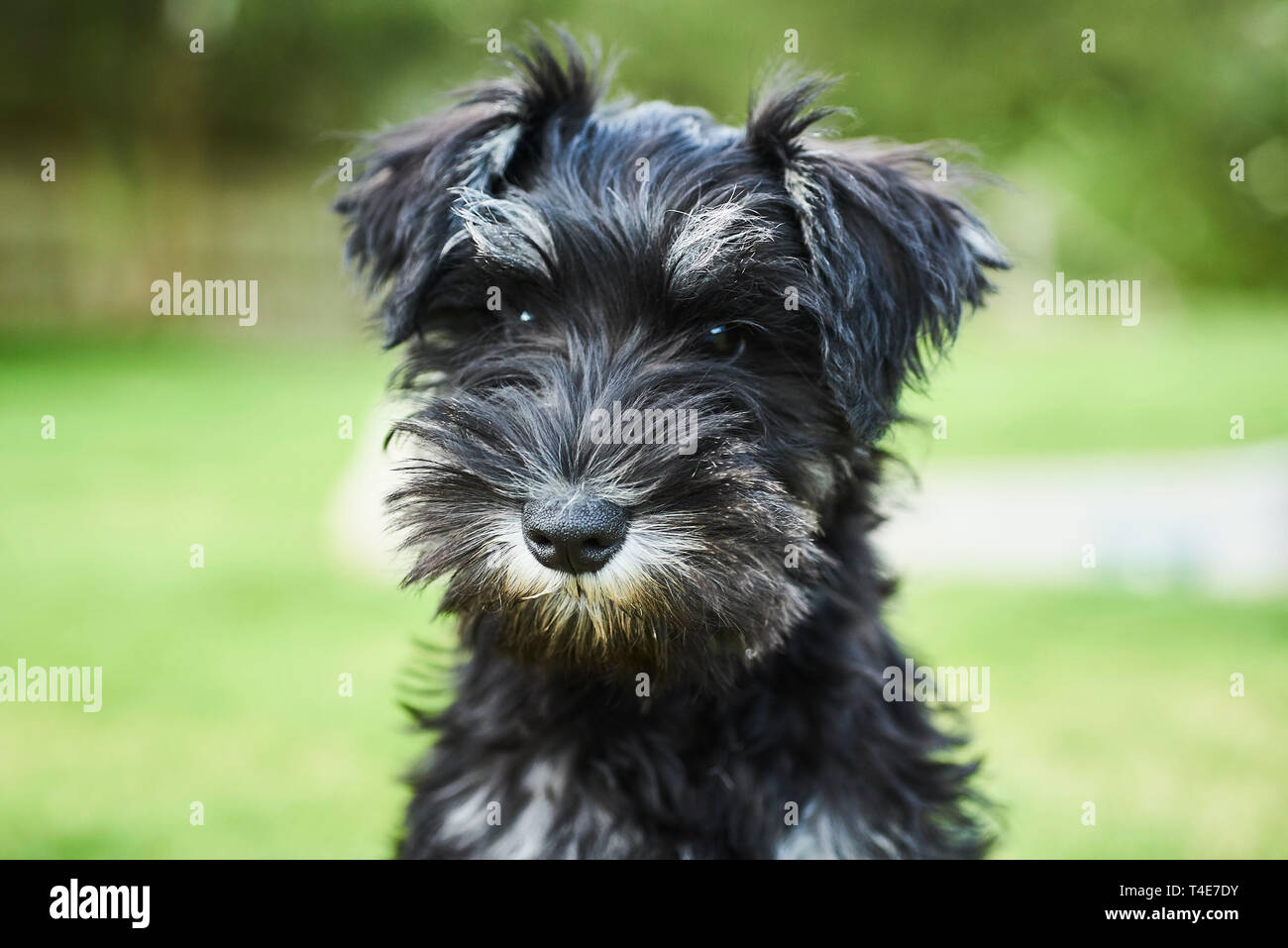Portrait of a miniature schnauzer puppy. Stock Photo