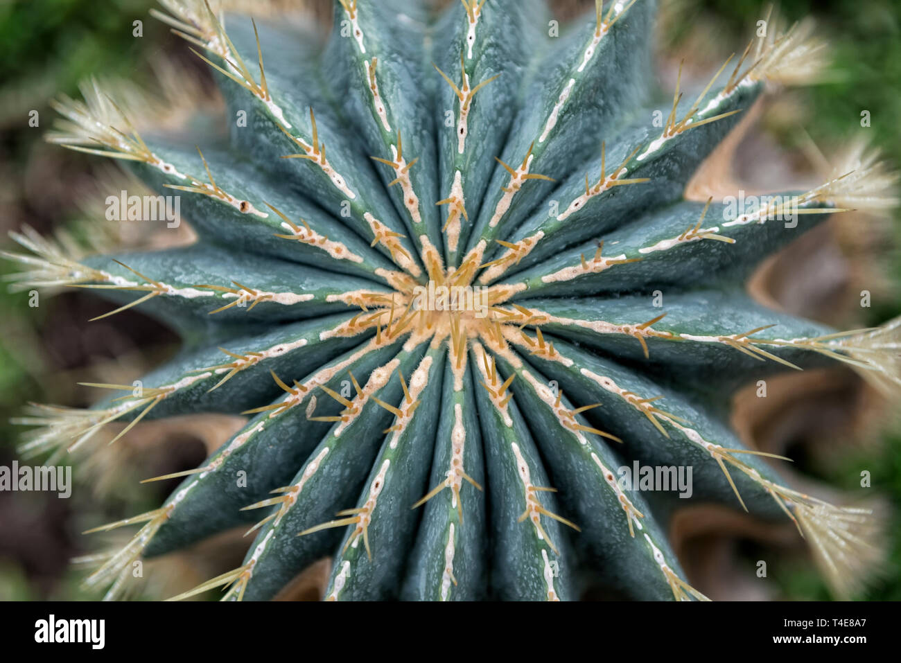 Close up of cactus Parodia magnifica Stock Photo