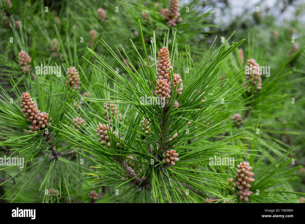 Is a species of pine that is native to Eurasia, ranging from Western ...
