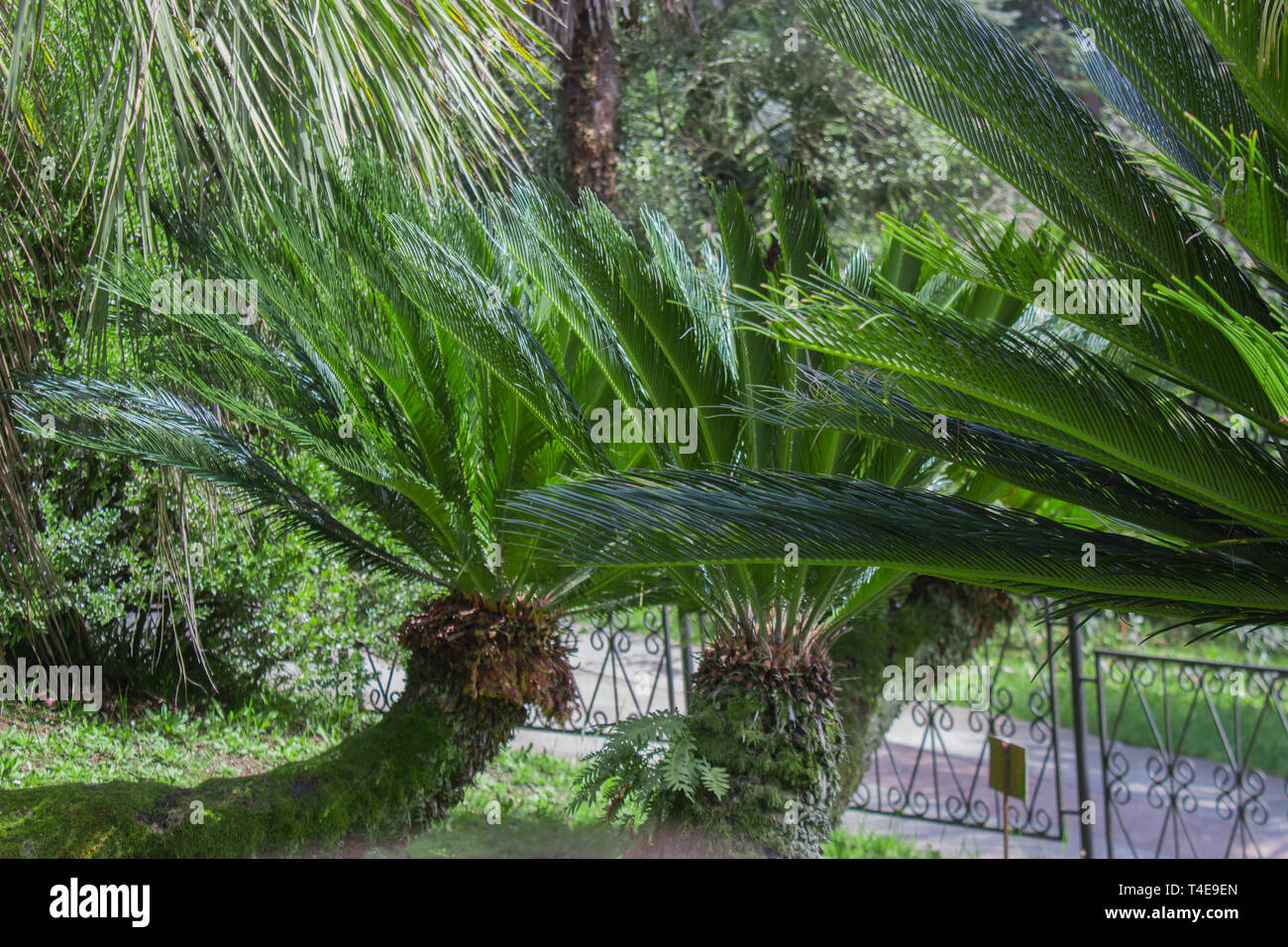 Cycas revoluta Sotetsu, sago palm, king sago, sago cycad, Japanese sago palm , is a species of gymnosperm in the family Cycadaceae. Stock Photo