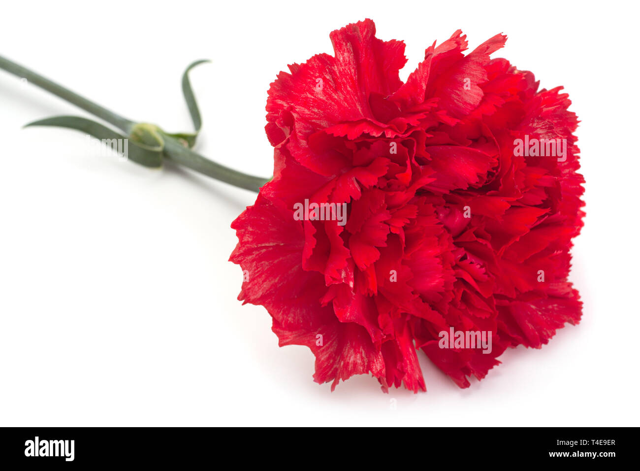Red carnation flower head isolated on white background Stock Photo