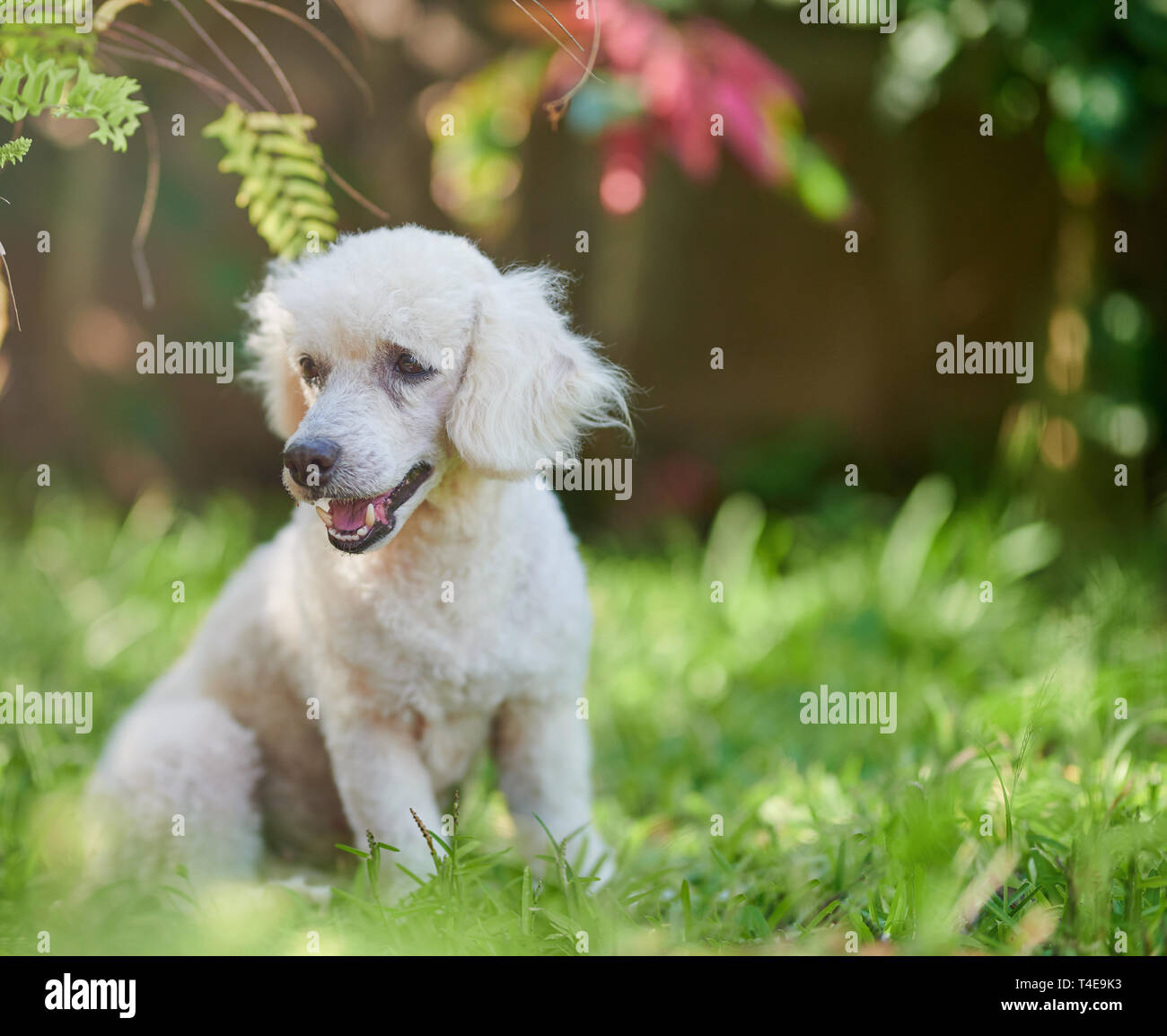 Cute white poodle dog sit on green blurred park background Stock Photo ...