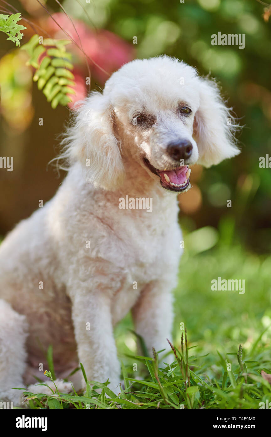 Portrait of white poodle dog on green park background Stock Photo - Alamy