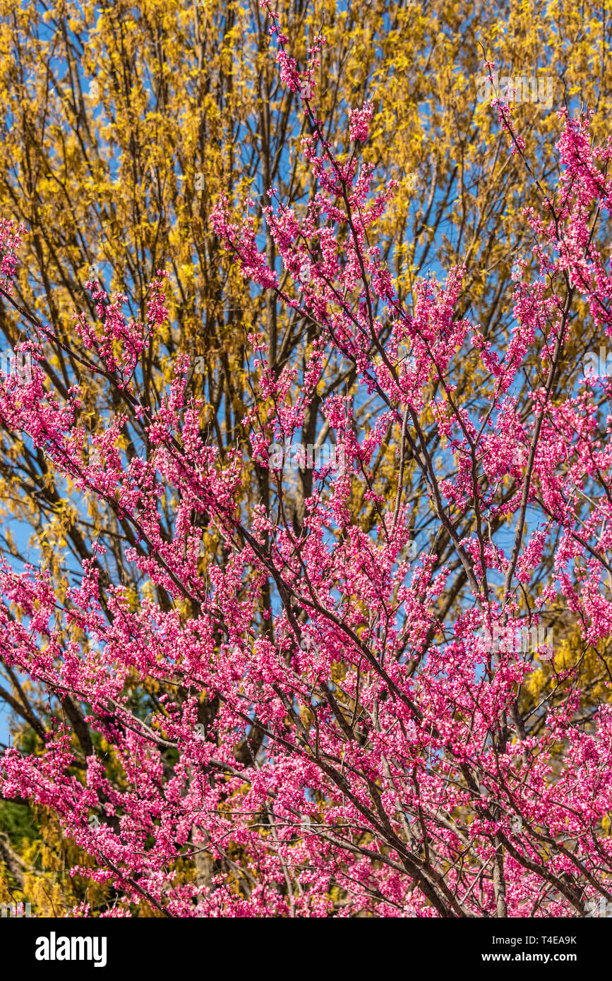 Colorful foliage of springtime in Atlanta, Georgia. (USA) Stock Photo