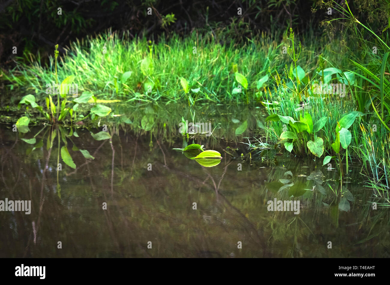 Overgrown River, Stream, Lake or Pond Shoreline with Grass and Waterweeds. Tree Branches Reflections. Monochoria Plants in Water. Fairy Tale Concept Stock Photo