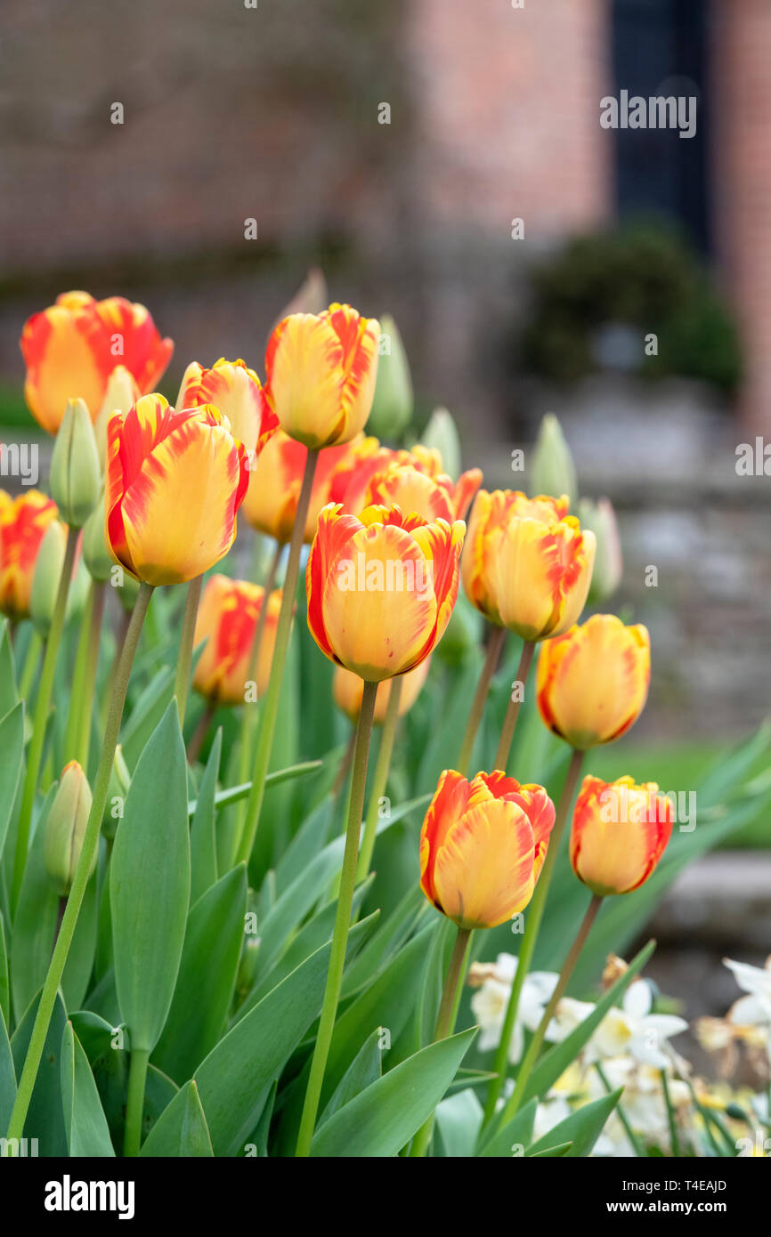 Tulipa ‘Daydream’. Tulip ‘Daydream’ flowers in a pot in spring Stock Photo