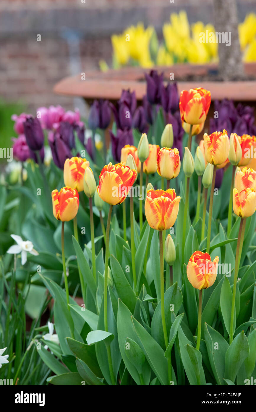 Tulipa ‘Daydream’. Tulip ‘Daydream’ flowers in a pot in spring Stock Photo
